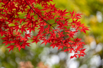 紅葉