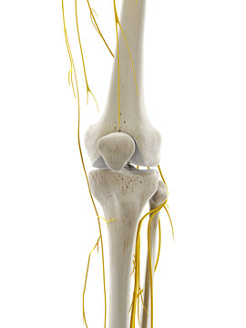 3d rendered medically accurate illustration of the nerves of the knee