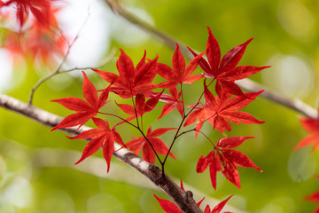 紅葉