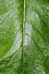 closeup of green leaf