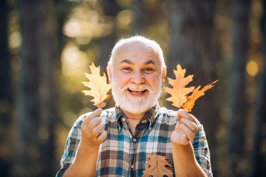Maple leaf on hiking trail in park. Happy senior man looking at camera. Autumn portrait of grandfather. Elderly old man on autumn background - face portrait close up.