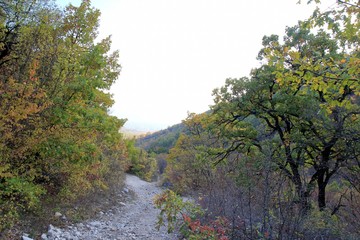 Obraz premium Autumn forest on Shumen plateau (Bulgaria)