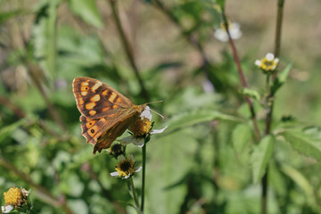 macro angle of a butterfly feeding on a bush