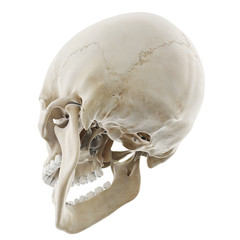 3d rendered medically accurate illustration of the skull with open jaw