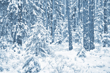  Frozen winter forest with snow covered trees.