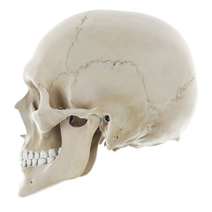 3d rendered medically accurate illustration of the human skull
