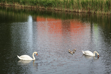 Swans at moat of Malmo castle. Sweden