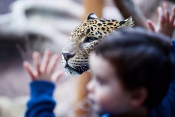 Niño y leopardo separados por un cristal casi imperceptible . © Daniel