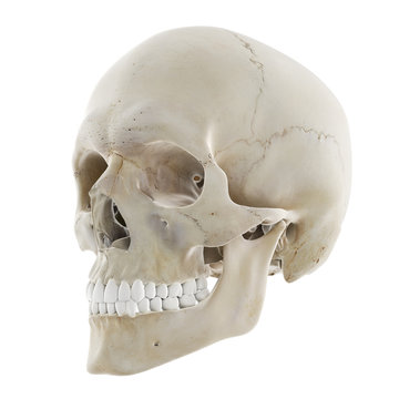 3d rendered medically accurate illustration of the human skull