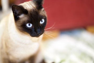 Primer plano de un precioso siamés con una intensa mirada