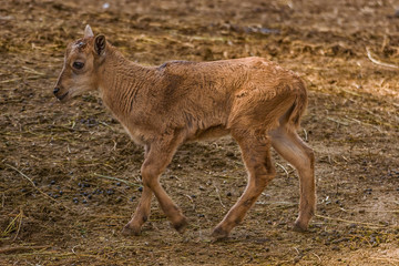 Arrui baby, Ammotragus lervia, native of the rocky areas of the Sahara and the Maghreb. The color is reddish or light brown, similar to that of the sand of the deserts where it lives.