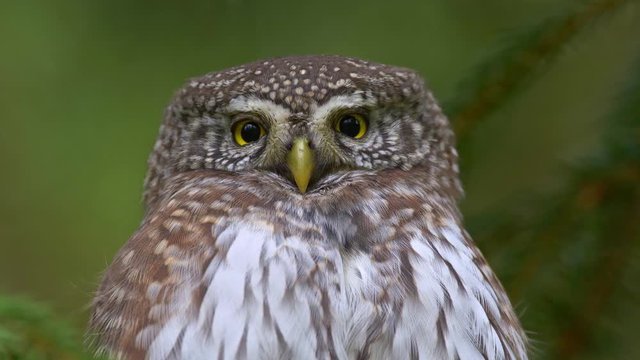 Eurasian pygmy owl (Glaucidium passerinum) portrait