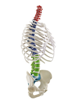 3d rendered medically accurate illustration of the segments of the human spine