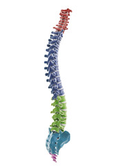 3d rendered medically accurate illustration of the segments of the human spine