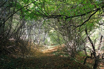 Autumn forest on Shumen plateau (Bulgaria)
