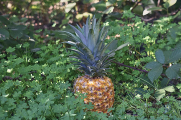 pineapple growing naturally in the forest
