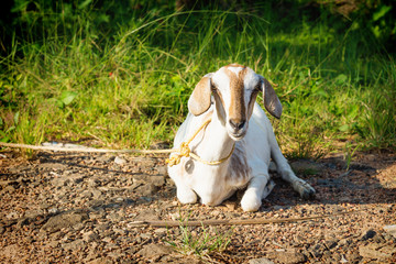 Lying tied goat on a dirtroad along tropical grass field, Aleppuzha, India