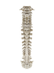 3d rendered medically accurate illustration of a healthy human spine