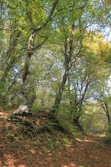 Autumn forest on Shumen plateau (Bulgaria)