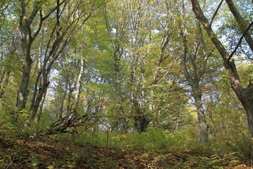 Autumn forest on Shumen plateau (Bulgaria)