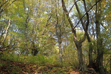 Obraz premium Autumn forest on Shumen plateau (Bulgaria)