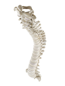 3d rendered medically accurate illustration of a healthy human spine