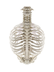 3d rendered medically accurate illustration of the human thorax