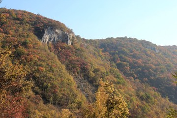 Forest on Shumen plateau (Bulgaria) in autumn in fog