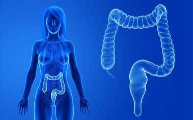 3d rendered medically accurate illustration of the female colon