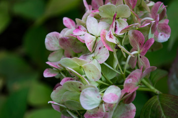 Beautiful hortensia macro shot. Floral background.