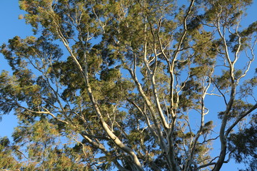 The Queen's Tree at Kings Park in Perth, Australia