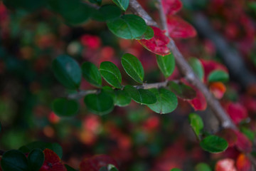 Colorful autumn leaves, close up. Fall background. Natural autumn texture.