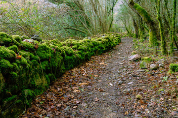 Obraz premium Hiking the wild paths trough the Alta Garrotxa Mountains (Catalonia, Spain)