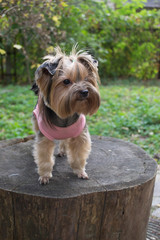 Yorkshire terrier in the garden