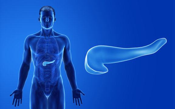3d rendered medically accurate illustration of the male pancreas