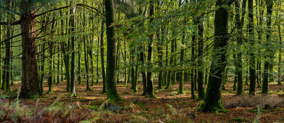 Woodland walk in the new forest in Autumn .