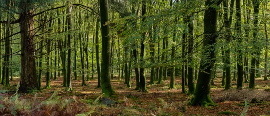 Waldspaziergang im neuen Wald im Herbst. © DRPL