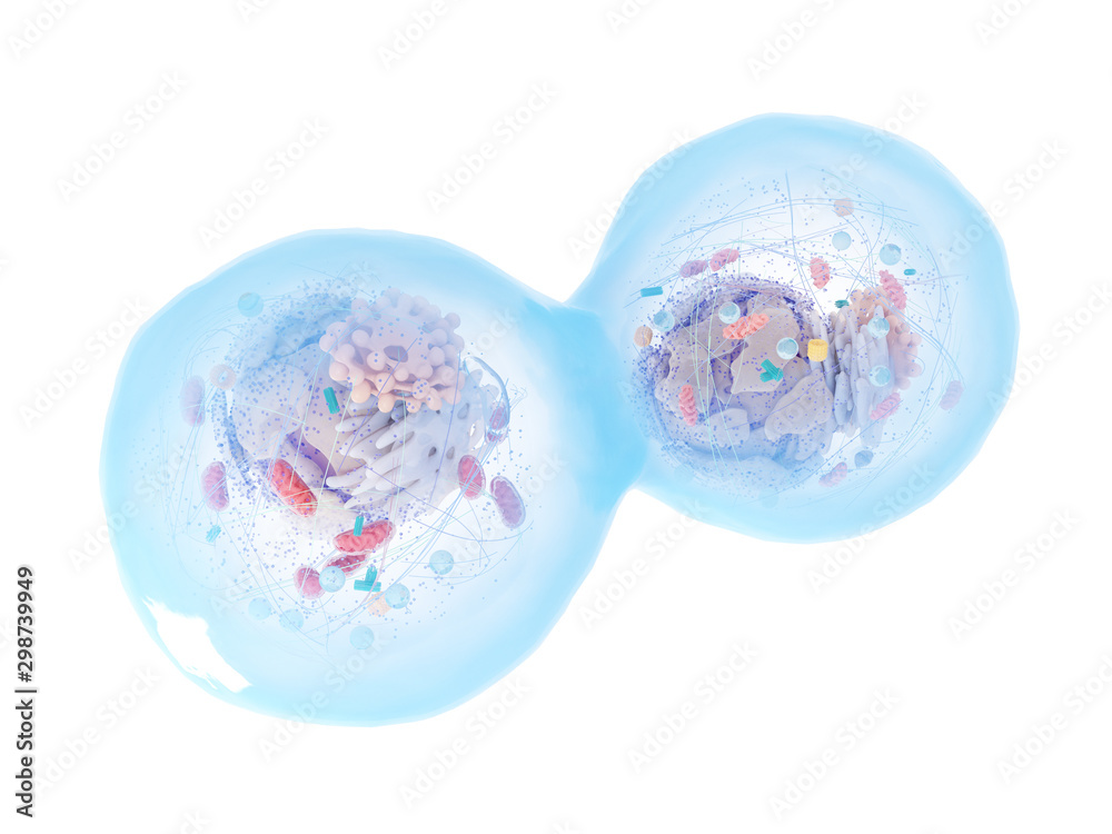 Wall mural 3d rendered medically accurate illustration of a dividing human cell