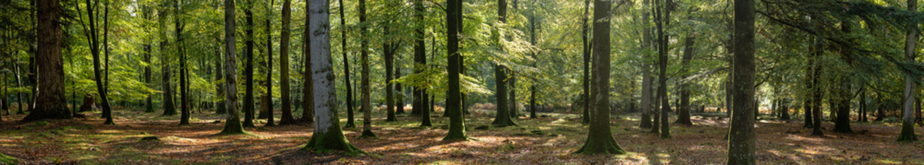 Fototapeta na wymiar Woodland walk in the new forest in Autumn .