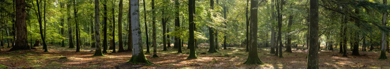 Tableaux ronds sur aluminium Panoramique Woodland walk in the new forest in Autumn .