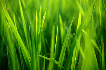 Obraz na płótnie Canvas Rice on field. Green leaves background