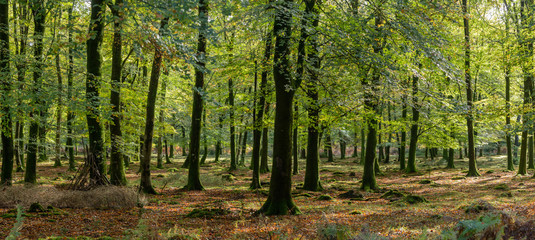 Woodland walk in the new forest in Autumn