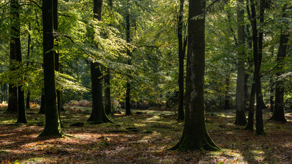 Woodland walk in the new forest in Autumn .