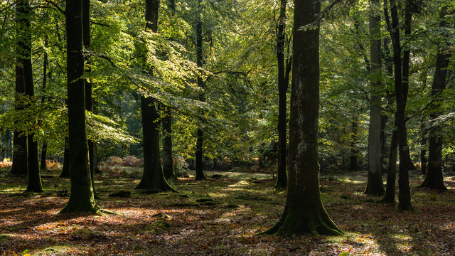 Woodland walk in the new forest in Autumn .