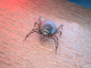 3d rendered medically accurate illustration of a tick on human skin
