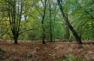 Woodland walk in the new forest in Autumn
