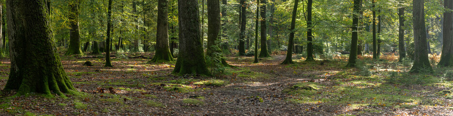 Woodland walk in the new forest in Autumn