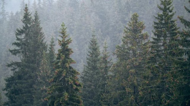 Mountain spruce forest in heavy rain