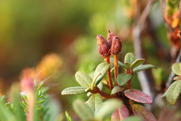Close-up of Rhododendron lapponicum (Lapland rosebay) with fruits 