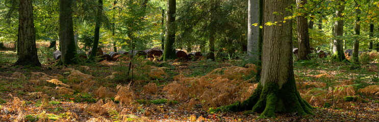 Woodland walk in the new forest in Autumn